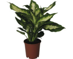 Dieffenbachie FloraSelf Dieffenbachia maculata 'Camilla' H 35-45 cm Ø 12 cm Topf