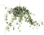 Hornbach Bunte Efeu-Ampel FloraSelf Hedera helix H 50-80 cm Ø 17 cm Topf