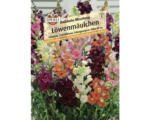 Hornbach Löwenmäulchen Sperli Blumensamen 'Halbhohe Mischung'
