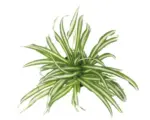 Hornbach Grünlilie FloraSelf Chlorophytum comosum 'Atlantic' H 30-40 cm Ø 12 cm Topf