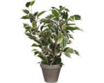 Hornbach Kunstpflanze Birkenfeige Ficus natasja Ø 30 cm Höhe: 40 cm grün-bunt