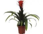 Hornbach Bromelie FloraSelf Guzmania x Hybride 'Hope' H 45-55 cm Ø 12 cm Topf
