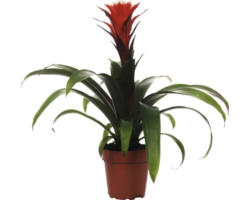 Bromelie FloraSelf Guzmania x Hybride 'Hope' H 45-55 cm Ø 12 cm Topf