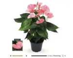 Hornbach Flamingoblume, Anthurie FloraSelf Anthurium andreanum H 20 cm Ø 17 cm Topf