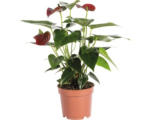 Hornbach Flamingoblume/ Anthurie FloraSelf Anthurium andreanum H 35-40 cm Ø 12 cm Topf rot