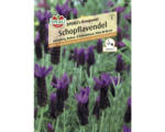 Hornbach Sperli´s Kronjuwel Kräutersamen 'Schopflavendel'