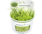 Hornbach Zwergnadelsimse - Eleocharis pusilla In-Vitro