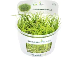 Zwergnadelsimse - Eleocharis pusilla In-Vitro
