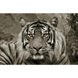 Bönninghoff Keilrahmenbild Tiger B/L: ca. 118x78 cm