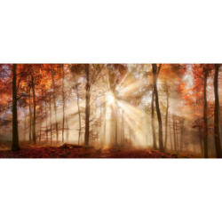 Keilrahmenbild Herbstwald B/L: ca. 140x60 cm