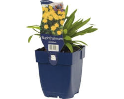 Goldmargerite FloraSelf Buphthalmum salicifolium H 5-20 cm Co 0,5 L
