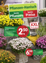 Pflanzen Hanisch Pflanzen Hanisch: beste Pflanzen. beste Preise - bis 16.09.2023