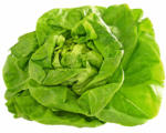 Volg Bio Kopfsalat grün