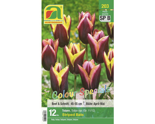 Blumenzwiebel Triumph-Tulpe 'Striped Bats' rot & gelb, 12 Stk