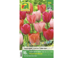 Blumenzwiebel Tulpe Colour Special 'Perennial Blend' 15 Stk