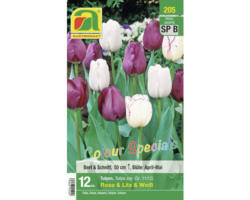 Blumenzwiebel Tulpe Colour Special 'rosa & lila & weiß' 12 Stk