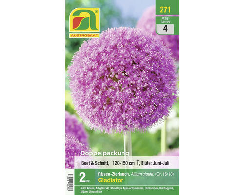 Blumenzwiebel Allium/Zierlauch 'Gladiator' 2 Stk