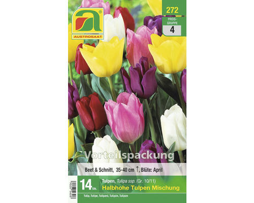Blumenzwiebel Tulpe 'Halbhohe Mischung' 14 Stk