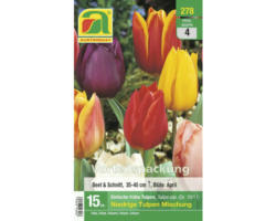 Blumenzwiebel Tulpe Einfache 'Niedrige Tulpen Mischung' 15 Stk