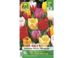 Blumenzwiebel Tulpe 'Hohe Tulpen Mischung' 15 Stk