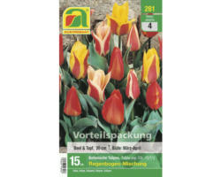 Blumenzwiebel Botanische Tulpe 'Regenbogen-Mischung' 15 Stk