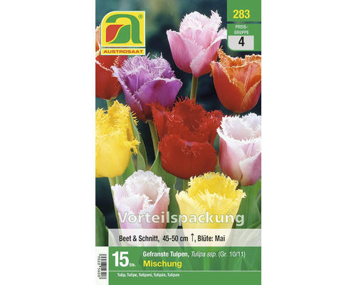 Blumenzwiebel Tulpe ' Gefranste Mischung' 15 Stk