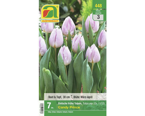 Blumenzwiebel Tulpe einfach-frühblühend 'Candy Prince' 7 Stk