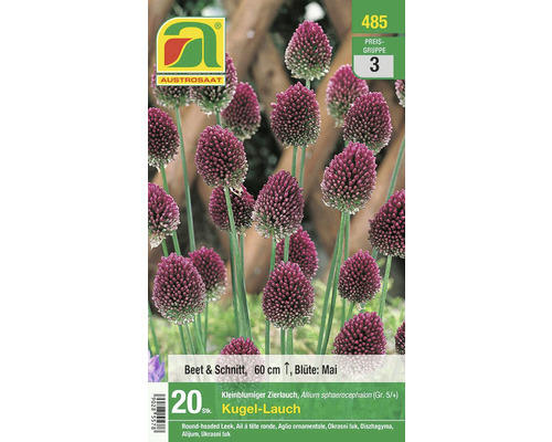 Blumenzwiebel Allium/Kugel-Zierlauch kleinblumig 20 Stk