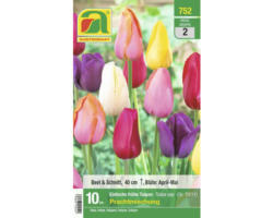Blumenzwiebel Tulpe 'Niedrige frühe Prachtmischung' 10 Stk