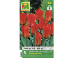 Blumenzwiebel Botanische Tulpe 'Oriental Beauty', 6 Stk
