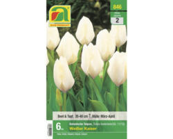 Blumenzwiebel Botanische Tulpe 'Weißer Kaiser', 6 Stk