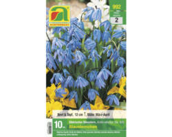 Blumenzwiebel 'Blausternchen' 10 Stk