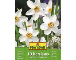 Blumenzwiebel FloraSelf Narzisse 'Recurvus' 10 Stk.