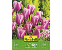 Blumenzwiebel FloraSelf Tulpe 'Algarve' 15 Stk.