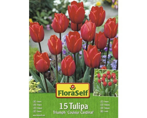 Blumenzwiebel FloraSelf Tulpen 'Couleur Cardinal' 15 Stk.