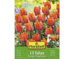 Blumenzwiebel FloraSelf Tulpe 'Prinses Irene' 15 Stk.