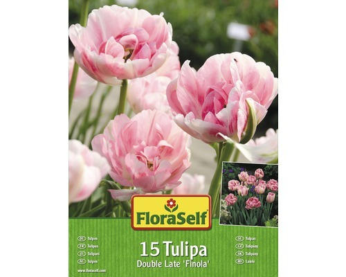 Blumenzwiebel FloraSelf Tulpe Double Late 'Finola' 15 Stk.