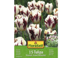 Blumenzwiebel FloraSelf Tulpe Triumph 'Grand Perfection' 15 Stk.