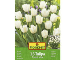 Blumenzwiebel FloraSelf Tulpe 'Triumph Mix' 25 Stk.