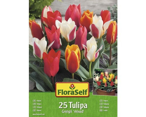 Blumenzwiebel FloraSelf Tulpe 'Greigii-Mischung' 25 Stk.