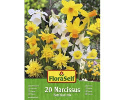 Blumenzwiebel FloraSelf Narzisse 'Botanische Mischung' 20 Stk.