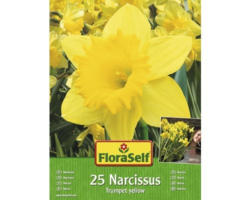 Blumenzwiebel FloraSelf Narzisse 'Trumpet yellow' 25 Stk.