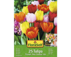 Blumenzwiebel FloraSelf Tulpe Triumph 'New Creation Mix' 25 Stk.
