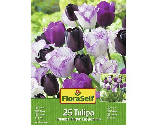 Blumenzwiebel FloraSelf Tulpe Triumph 'Purple Passion Mix' 25 Stk.
