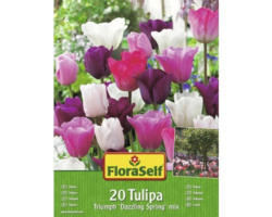 Blumenzwiebel FloraSelf Tulpe Triumph 'Dazzling Spring Mix' 20 Stk.