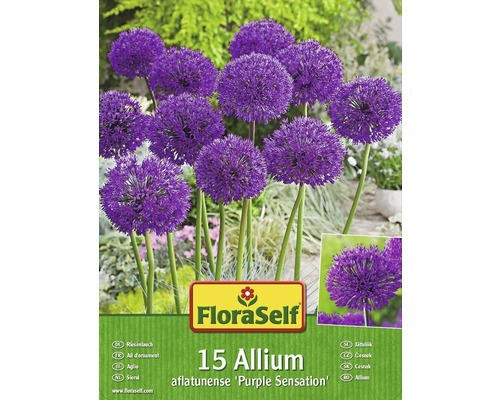 Blumenzwiebel FloraSelf Zierlauch/Allium 'Purple Sensation' 15 Stk.