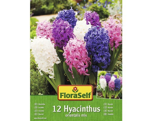Blumenzwiebel FloraSelf Hyazinthen 'Orientalis Mix' 12 Stk.