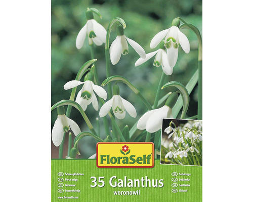Blumenzwiebeln FloraSelf Schneeglöckchen 'Woronowii' 35 Stk.