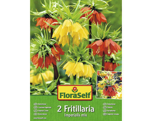 Blumenzwiebel FloraSelf Kaiserkrone 'Aurora' & 'Lutea' 2 Stk