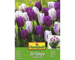 Blumenzwiebel FloraSelf Tulpe 'Constanze Mix' 20 Stk